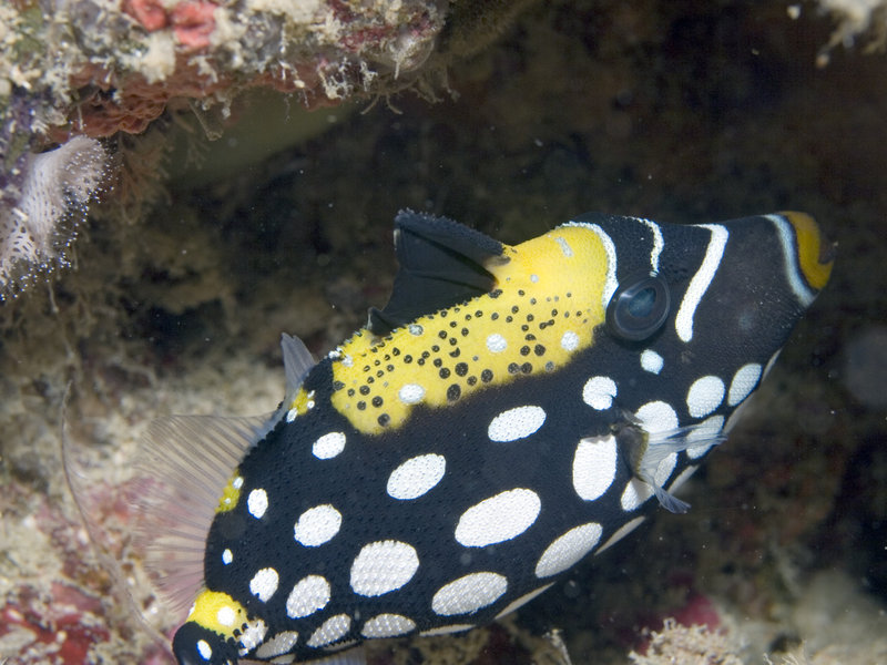 Mabul, Picasso Trigger Fish